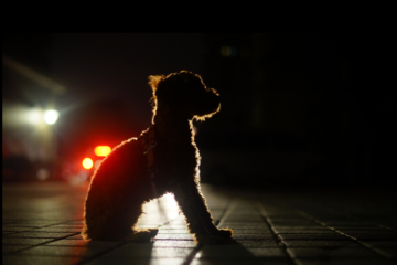 puppy in de nacht