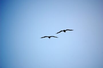 twee vogels vliegen in een blauwe lucht