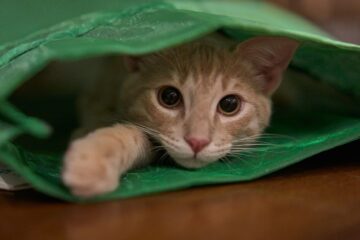 Themasong. Cat in a little green bag.