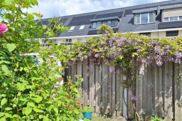 een rozenstruik met een roze roos linksvoor, met rechts daarachter een schutting met blauwe regen